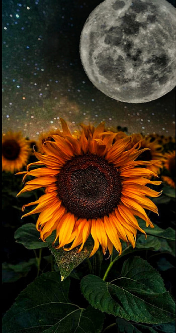 Moon&sunflower, sky, moon, flower HD phone wallpaper