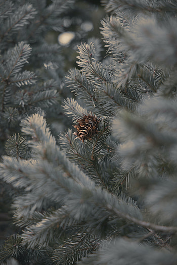 Plant, Macro, Branches, Needles, Cone, Bump HD phone wallpaper