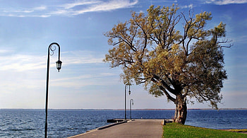 pier side, cool, nature, ocean, tree HD wallpaper