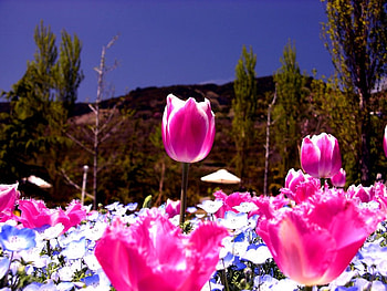 Tulip, flowers, tulips HD wallpaper