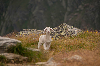 Animals, Mountains, Young, Joey, Sheep, Lamb HD wallpaper