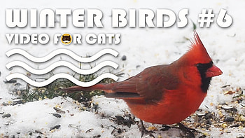 Winter Birds HD wallpaper