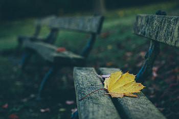 Nature, Autumn, Sheet, Leaf, Bench HD wallpaper