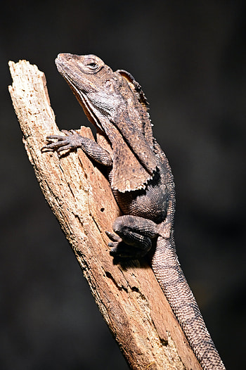 Frilled-necked lizard, Chlamydosaurus kingii, Magnificent reptile, Unique visual feature HD phone wallpaper