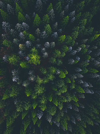 Green trees, top of trees, aerial view HD phone wallpaper