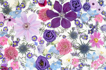 Flowers, blue, carpet, rose, pink, skin, flower, clematis, luminos HD wallpaper