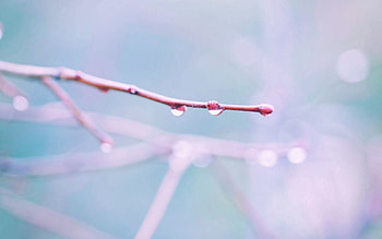 Macro, Light, Branch, Light Coloured, Drop HD wallpaper