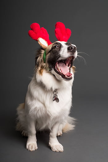Adorable dog wearing red antler headband, perfect for holiday themes and canine lovers. HD phone wallpaper