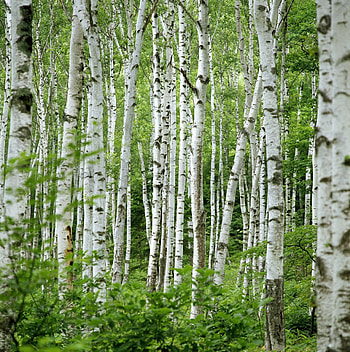 Birch tree mural, Popular wall mural, Birch tree , Tree wall murals HD phone wallpaper