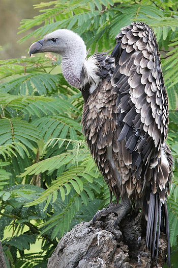 Beautiful wildlife, Graceful animal portraits, Stunning bird captures, Nature's gems HD phone wallpaper