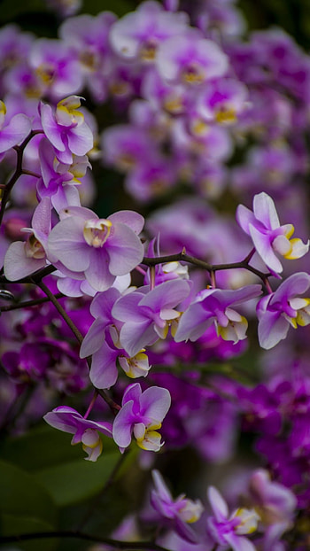 Orchid, Purple, Flower HD phone wallpaper
