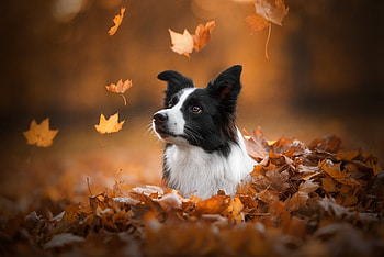 Border Collie , Stunning visuals, resolution, Dog lover's dream HD wallpaper
