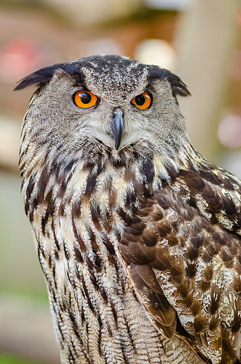 Animals, Owl, Bird, Predator, Eagle Owl, Eurasian Eagle Owl, Eurasian Owl HD phone wallpaper