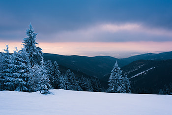 Snow, forest, nature, tree, valley, sunset HD wallpaper