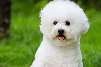 Bolognese Dog, Bichon Frise , Animals HD wallpaper