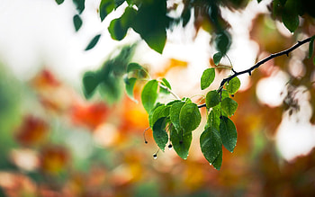 Drops, Macro, Branch, Foliage, Spring HD wallpaper