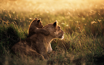 Ngorongoro Crater, African wildlife, Stunning natural beauty, UNESCO World Heritage HD wallpaper