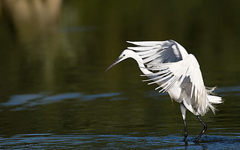 Animals, Light, Light Coloured, Wings, Wave, Sweep, Snow Heron HD wallpaper