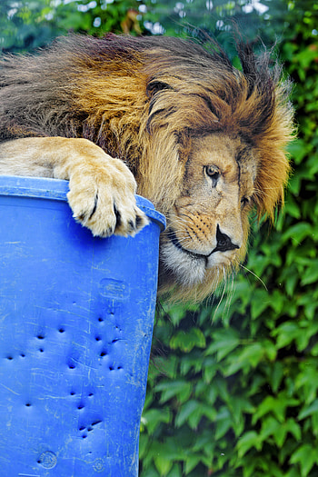 Animals, Lion, Predator, Big Cat, Sight, Opinion, Profile HD phone wallpaper