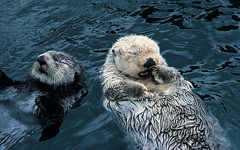 Animals, Water, Grass, Otters, Couple, Pair, To Swim, Swim, Dirty HD wallpaper