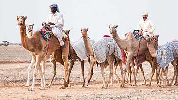 Beginners guide, Shopping for a camel HD wallpaper