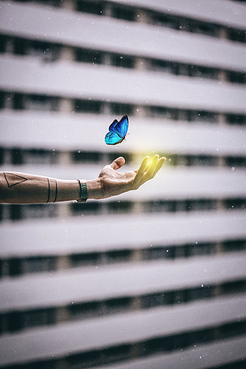 Hand, Miscellanea, Miscellaneous, Butterfly, Window, Tattoo, hop HD phone wallpaper