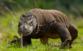 Komodo Island, , Adventure awaits HD wallpaper