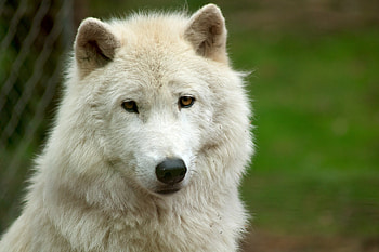 Wolf, animal, white, nature HD wallpaper