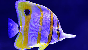Copperband butterflyfish, Fish HD wallpaper