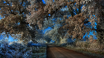 Friday's Frost, winter, blue, frost, trees, beautiful, glazed HD wallpaper