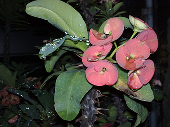 gina's flowers, different kinds HD wallpaper