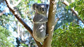 Koala close-up, High-resolution koala , Stunning background, Fine detail HD wallpaper