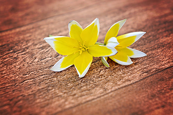 Flowers, Tulips, Petals, Decorative HD wallpaper