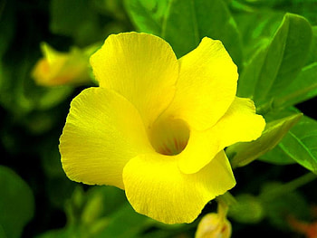 Alamandra Caribbean Flower, alamandra, leaves, yellow, flower HD wallpaper