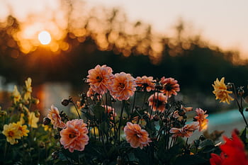 A stunning capture of dahlia flowers glowing under a vibrant sunset. HD wallpaper