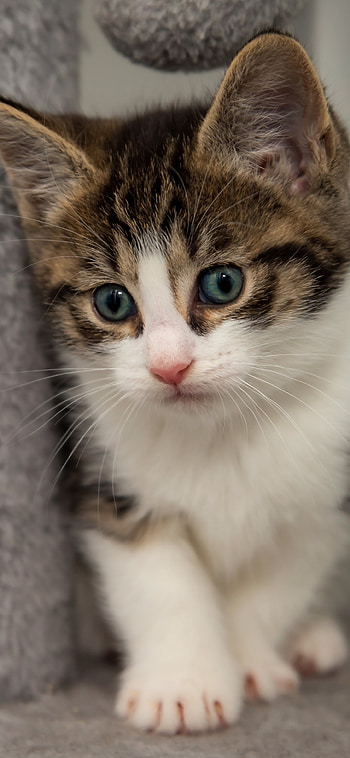 kitten, Animal, cat HD phone wallpaper