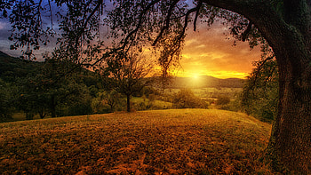 Tree Sun Aesthetic Dawn Landscape Panorama, tree, nature, landscape, dusk, dawn HD wallpaper