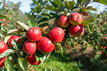 Apple Tree, Plant apple trees, Homes and gardens, How to HD wallpaper