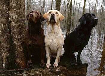 SOMOS IRMAOS, animal, marrom, amigos, branco, preto, natureza HD wallpaper