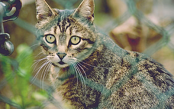Cat, animal, pussy, kitty, meow HD wallpaper