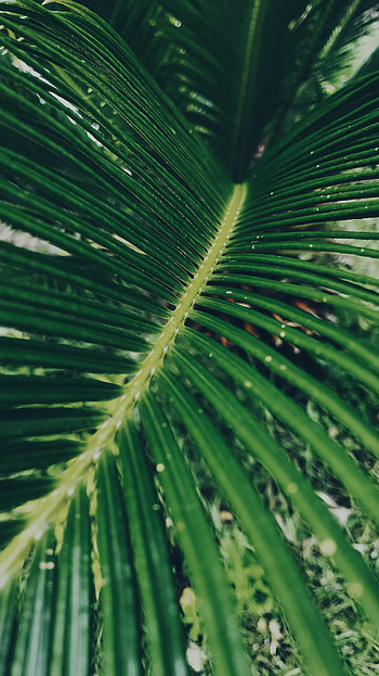 Macro, Leaflet HD phone wallpaper
