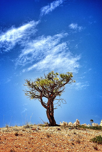 Solitary pine tree under a vibrant blue sky in Bryce Canyon, Utah. HD phone wallpaper