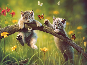 Animals, , Bobcats HD wallpaper