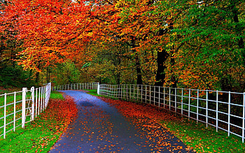 Natural beauty of Autumn, fences, Fall, Autumn, country, leaves, rural, green, red, trees, alley, road, nature, , forest, foliage HD wallpaper