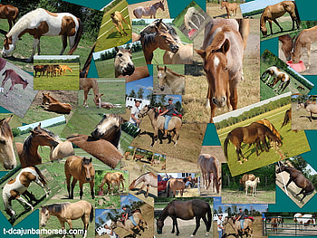 Cool Collage, equus, nature, horse collage, collage HD wallpaper