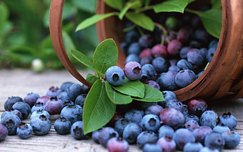 Food, Blueberry , quality HD wallpaper