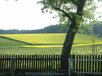Simply beautiful Spring, field, flowers, spring, forest, tree HD wallpaper