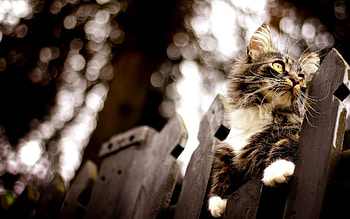 Animals, Cats HD wallpaper