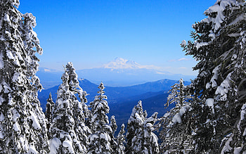 Winter , winter, trees, nature, snow HD wallpaper