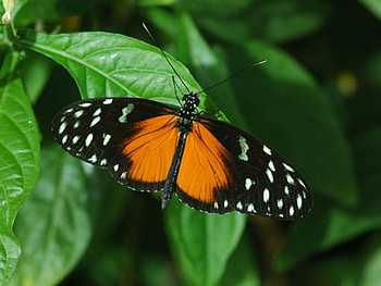 Beautiful Butterfly, cool, beautiful, butterfly HD wallpaper